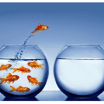 Jumping ship - switching firms goldfish photo.png