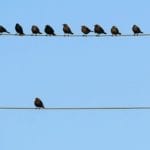 Introverts bird on telephone line - teamwork