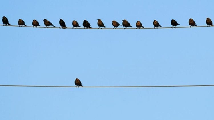 Introverts bird on telephone line - teamwork